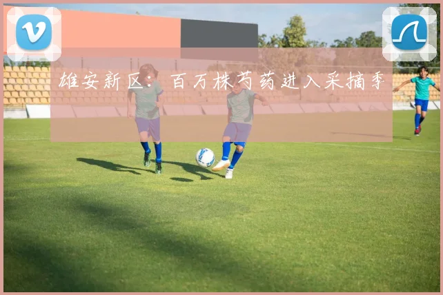 雄安新区：百万株芍药进入采摘季
